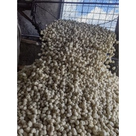 Pilus kencur cikur original 3kg