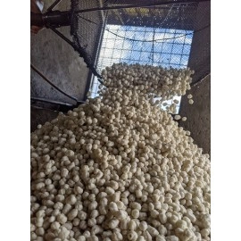 Pilus kencur cikur original 3kg